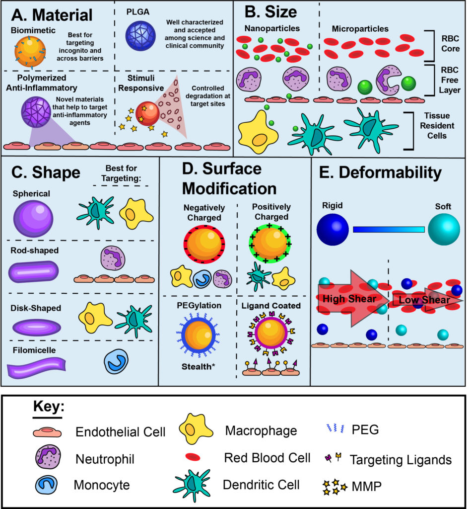 Particle interactions with immune cells based on material, size, shape, surface, and deformability.
