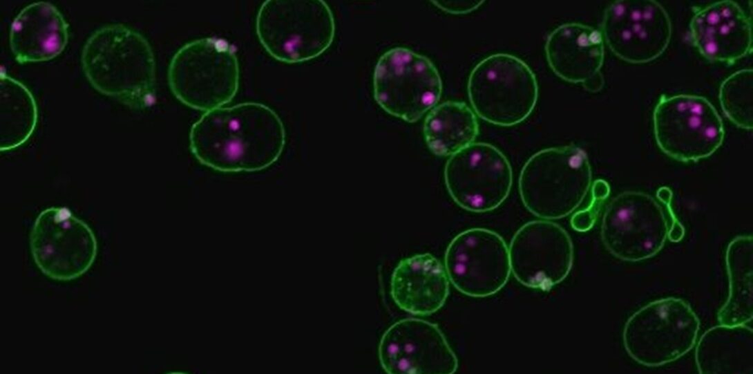 Neutrophiles phagocytosing poly-salicylic acid microparticles.