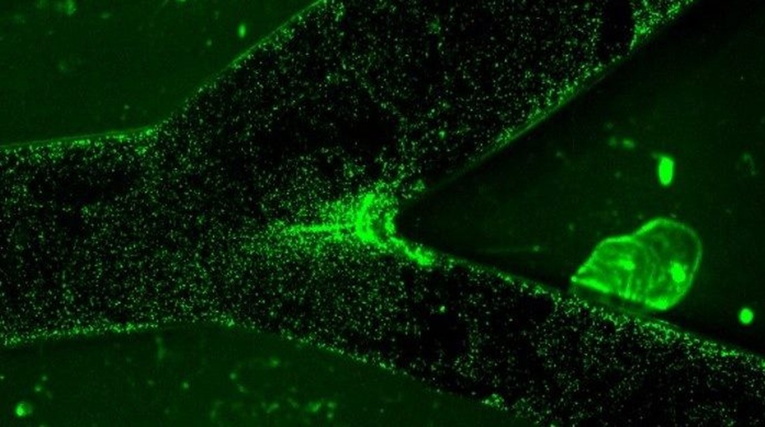 3D printed carotid artery model with particles bound.